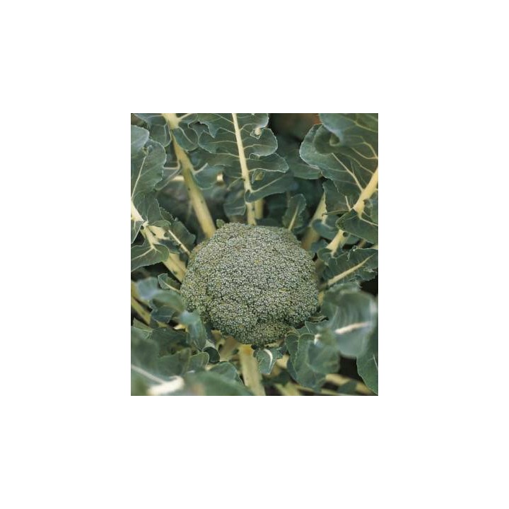 Seminte de broccoli Lucky F1, 1000 Seminte