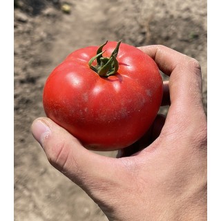 Seminte de tomate Balarga, 10 grame