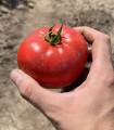 Seminte de tomate Balarga, 10 grame