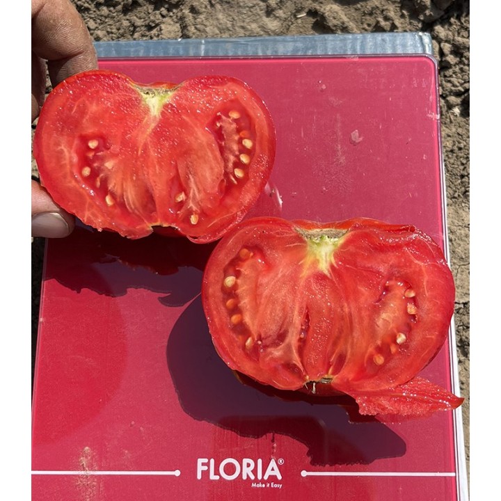 Seminte de tomate determinate Balarga