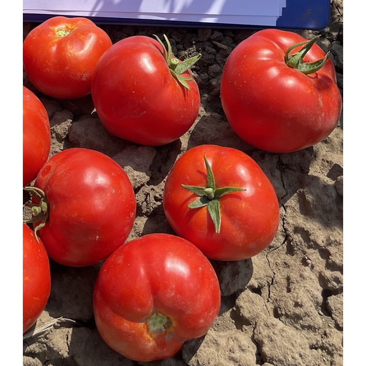 Seminte de tomate determinate Balarga