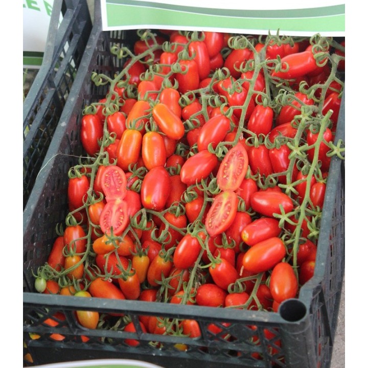 Seminte de tomate PO 9135 F1 (Marzanino F1), 100 seminte