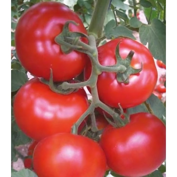 Seminte de tomate Gonul F1, 1000 seminte