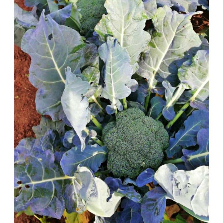 Seminte de broccoli Samoa F1, 2500 Seminte