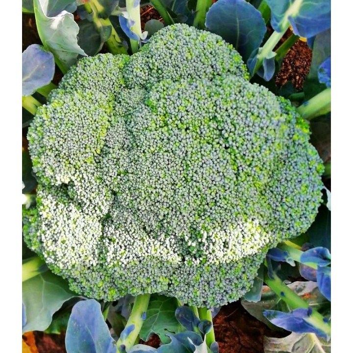 Seminte de broccoli Samoa F1, 2500 Seminte