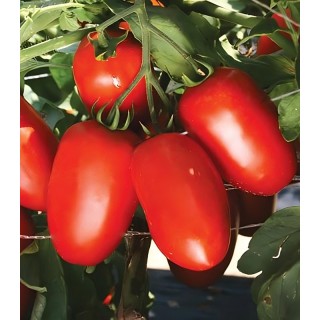 Seminte de tomate Tyrant F1, 1000 Seminte