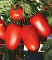 Seminte de tomate Tyrant F1, 1000 Seminte