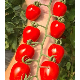 Seminte de tomate BerryyBite F1, 100 seminte
