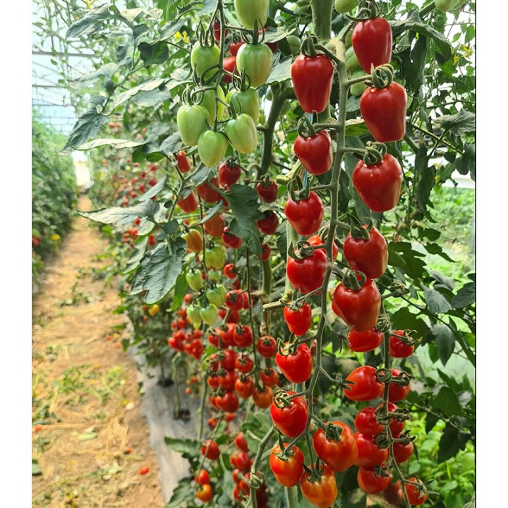 Seminte de tomate BerryyBite F1, 100 seminte