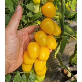 Seminte de tomate SunnyBite F1, 100 seminte
