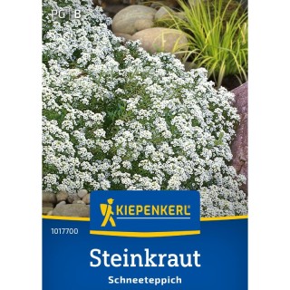 Alyssum alb (80 seminte)