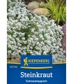 Alyssum alb (80 seminte)