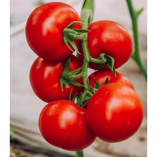 Seminte de tomate Galiceno F1, 500 seminte