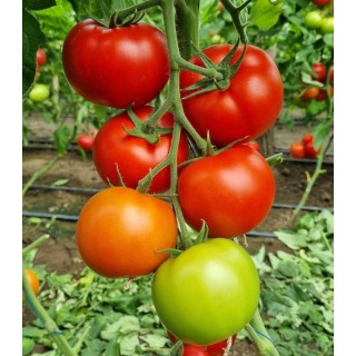 Seminte de tomate Lacarta F1, 500 seminte