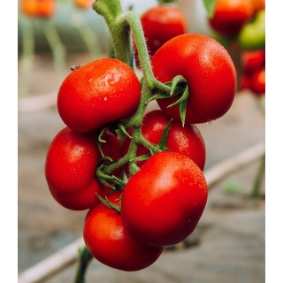 Seminte de tomate Jenise F1, 500 seminte