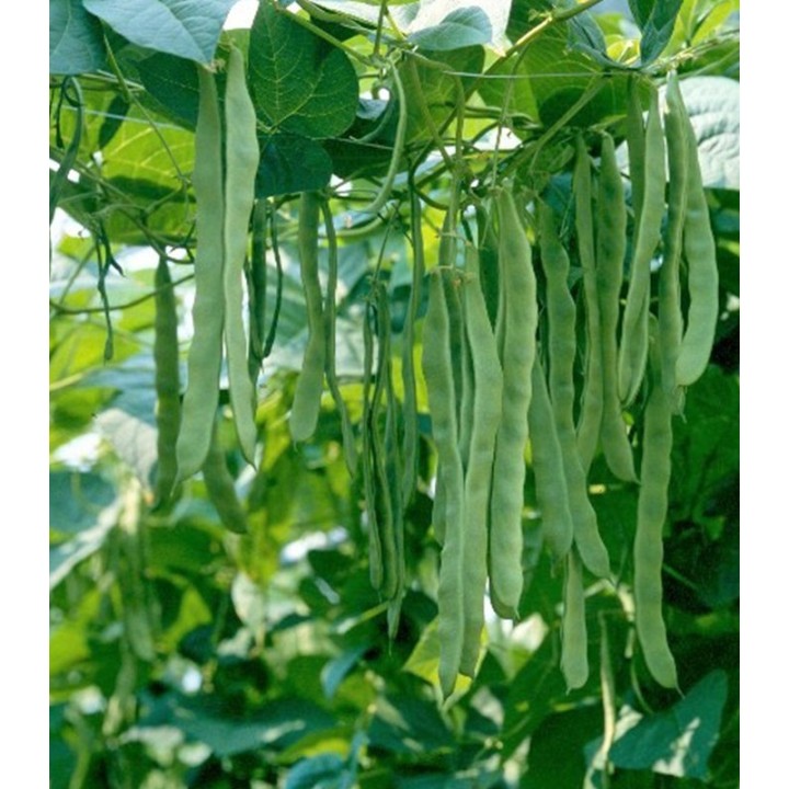 Fasole verde lata urcatoare Musica, 250 grame