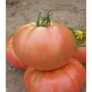 Seminte tomate Rozov Blyan