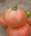 Seminte tomate Rozov Blyan