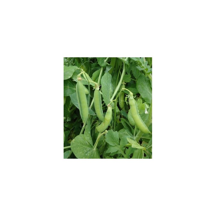 Mazare urcatoare Lavagna, 250 grame