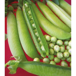 Mazare urcatoare Lavagna, 250 grame