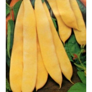 Seminte de fasole Golden Mary, 100 grame