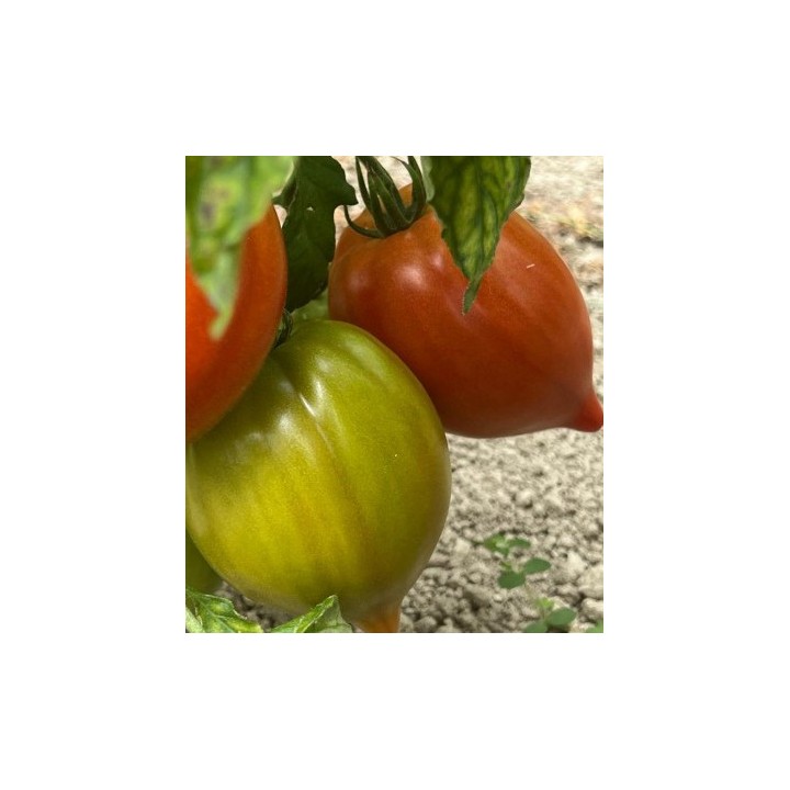 Seminte de tomate Dossimo F1, 250 seminte