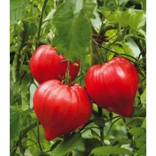 Seminte de tomate Dossimo F1, 250 seminte