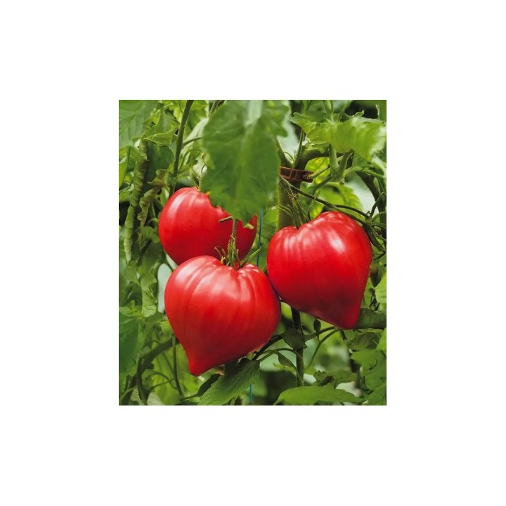 Seminte de tomate Dossimo F1, 250 seminte