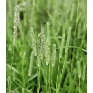 Seminte de Timoftica (Phleum pratense), 25 kg