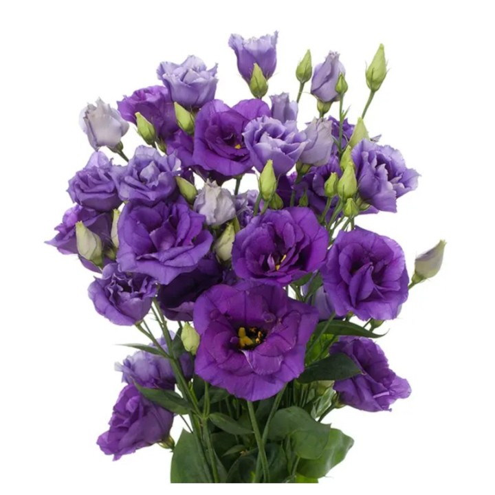 Lisianthus/Eustoma russellianum Cessna Blue III, 250 seminte
