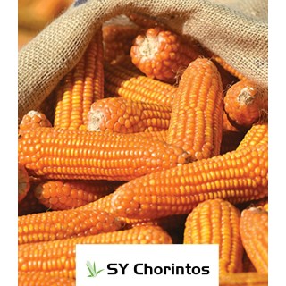 Seminte de porumb Chorintos SY, FAO 300 - 340