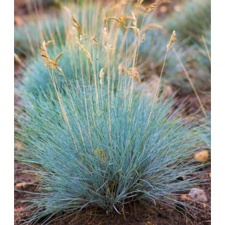 Festuca glauca Elijah Blue, 1000 seminte