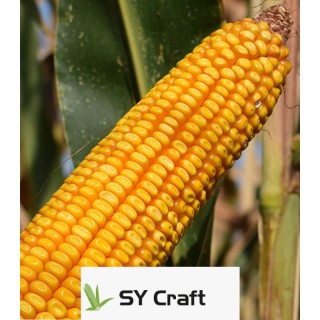 Seminte de porumb SY Craft, FAO 340, sac 50.000 seminte