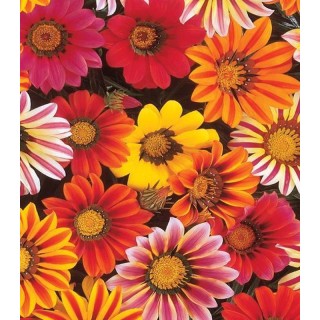 Gazania New Day Mix F1 (1000 seminte)