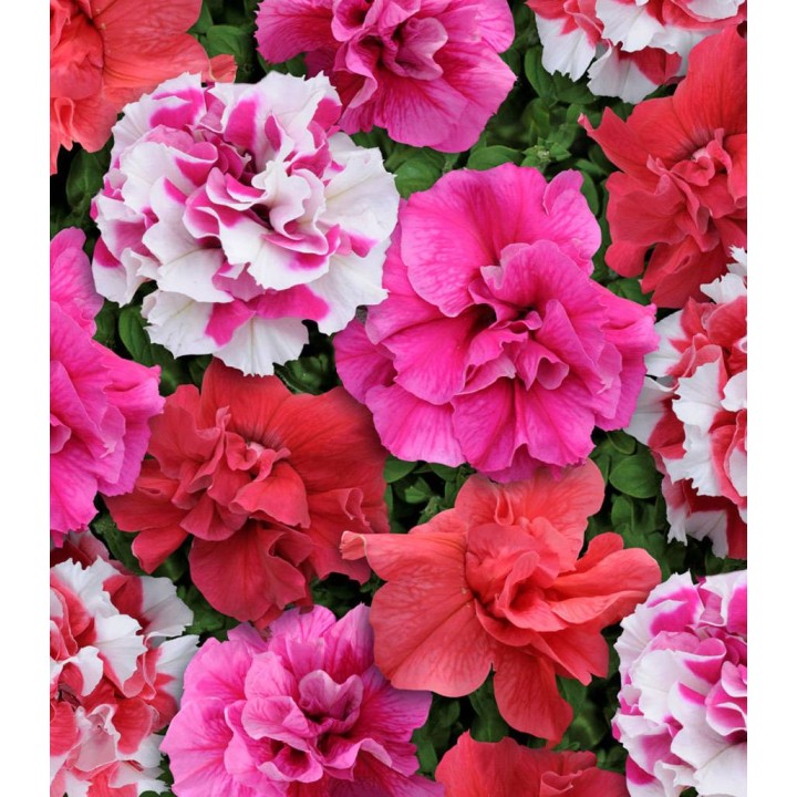 Petunia multiflora Double Bonanza Mix
