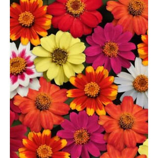 Zinnia marylandica Zahara, 1000 seminte