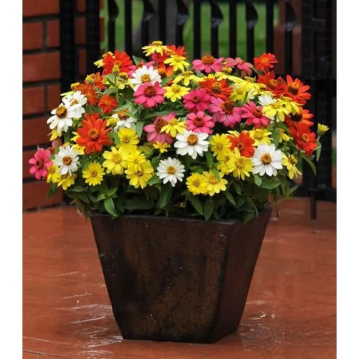 Zinnia marylandica Zahara, 1000 seminte