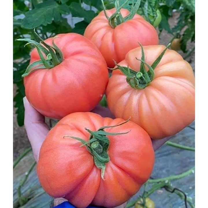 Seminte de tomate roz Leroxy F1 (500 sem)