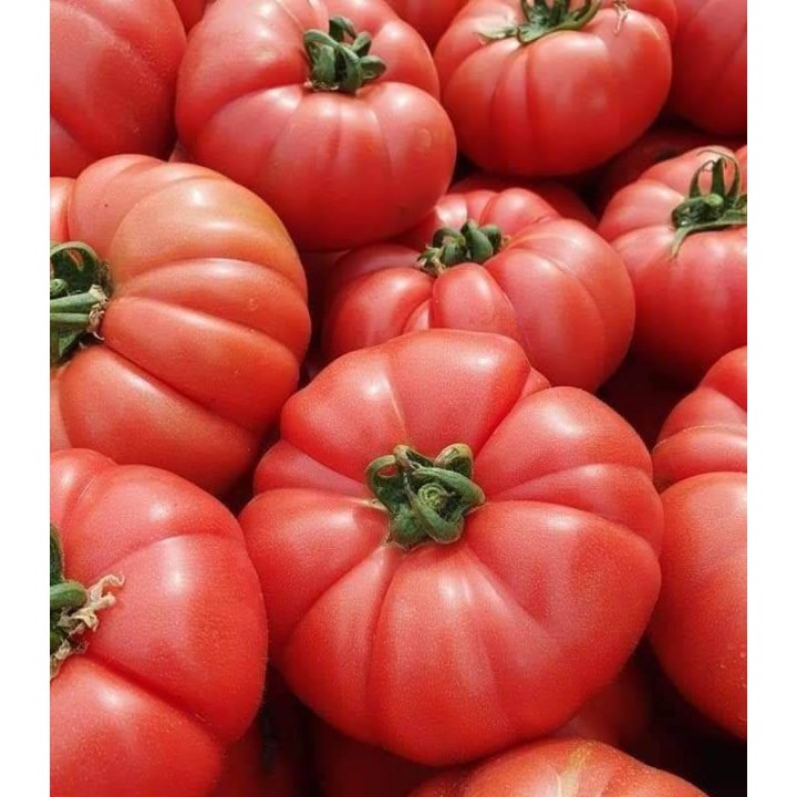 Seminte de tomate roz Leroxy F1 (500 sem)