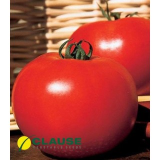 Seminte de tomate Rediana F1, 1000 seminte
