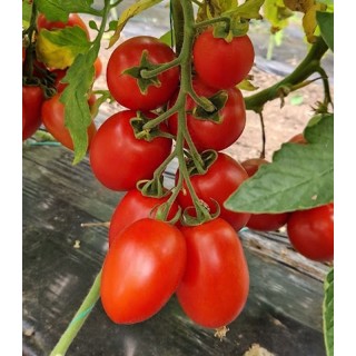 Seminte de tomate Bhomber F1