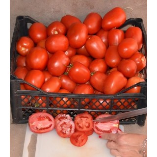 Seminte de tomate Serengheti F1, 1000 Seminte