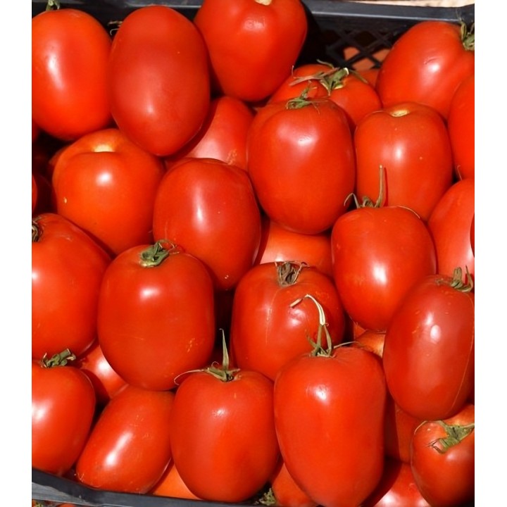 Seminte de tomate Serengheti F1, 1000 Seminte