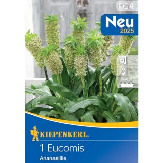 Bulbi de Eucomis bicolor - Crin ananas