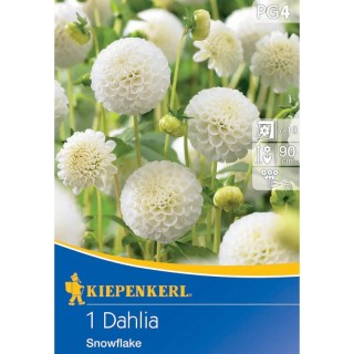 Dalia Snowflake, 1 radacina
