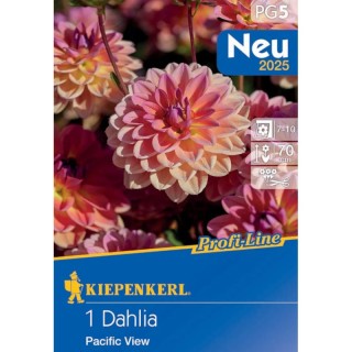 Dalia Pacific View, 1 radacina