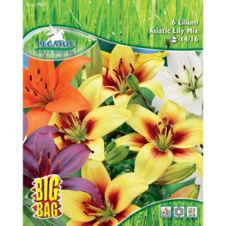 Crin asiatic MIX, Pegasus, 6 bulbi/pachet