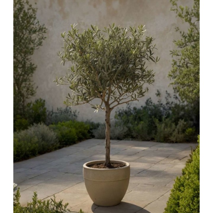 Maslin (Olea Europaea), planta la ghiveci