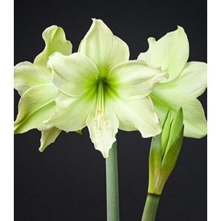 Bulbi de flori Amaryllis Evergreen