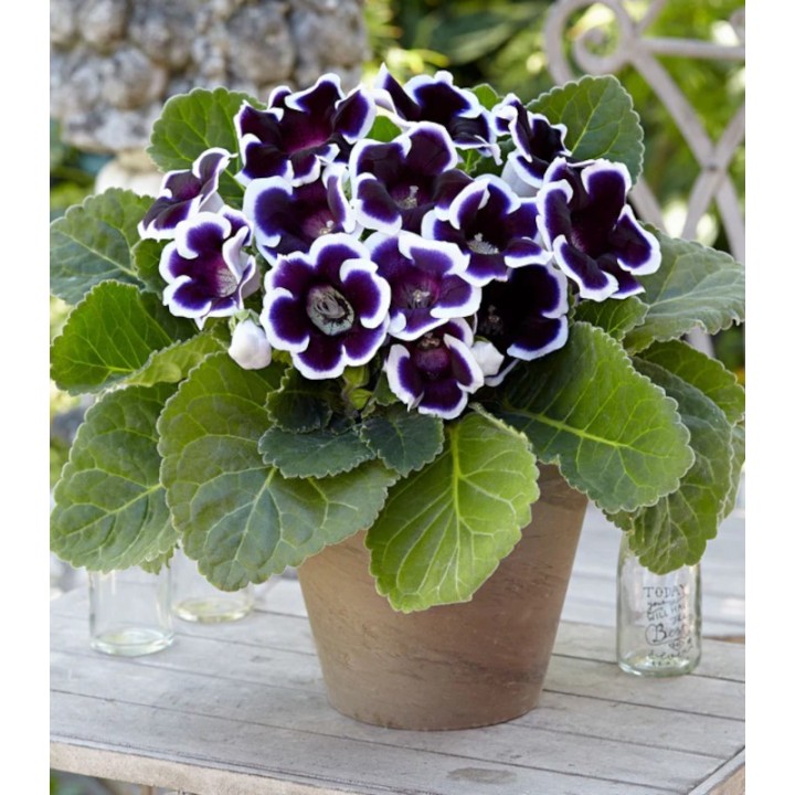 Gloxinia Kaiser Wilhelm (1 bulb)